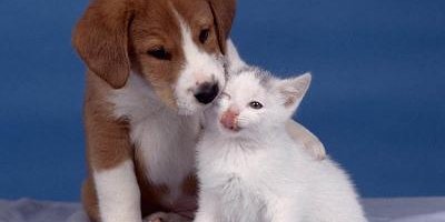 Repelente de perros y gatos Repelente de perros y gatos