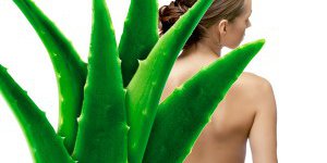 Nuevo quitagrasas con Aloe Vera agerul Nuevo quitagrasas con Aloe Vera agerul