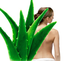 Nuevo quitagrasas con Aloe Vera agerul Nuevo quitagrasas con Aloe Vera agerul
